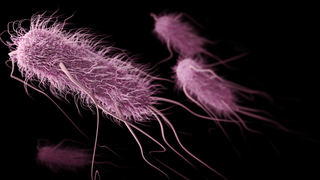 Scientists Might Have Found a Way to Thwart Deadly Superbug Outbreaks in Space<em></em>